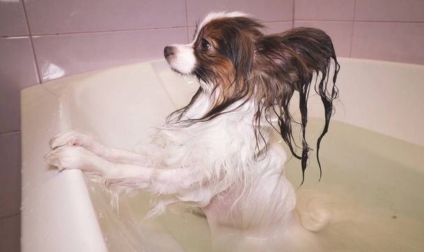 Wet Papillon dog stands in the bathroom - Photo, Image
