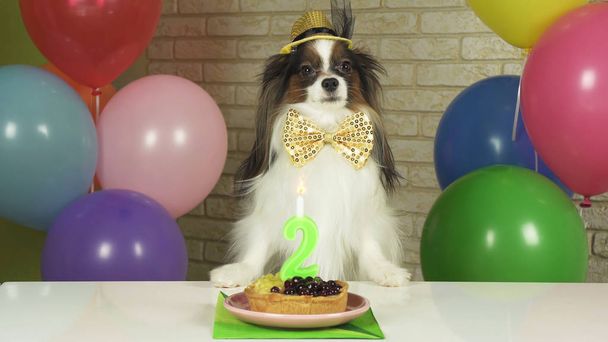 Képzelet kutya Papillon eszik születésnapi torta gyertya - Fotó, kép