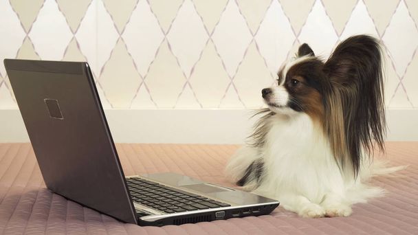 Papillon dog is lying near the laptop on bed - Photo, Image