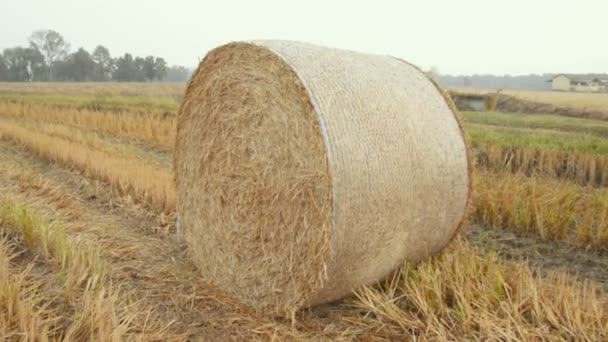 秋の間に Lomellina 田舎の干し草の俵 - 映像、動画