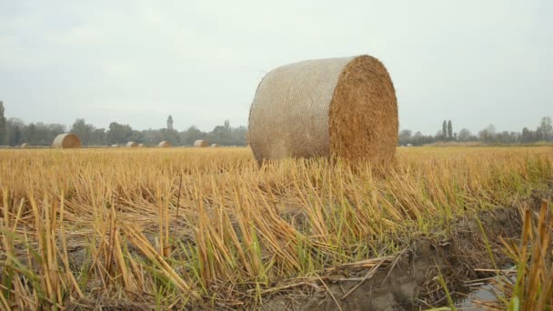 Hay bales in the Lomellina countryside during autumn - Footage, Video