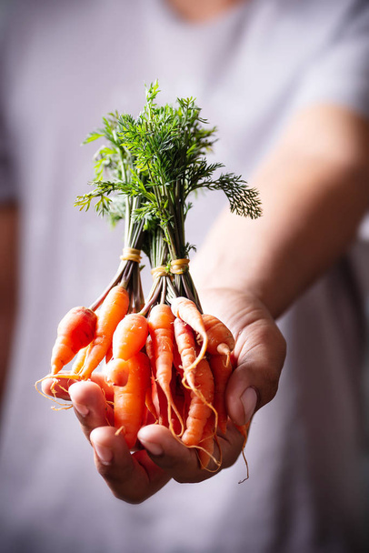 Fresh carrots holding by hand for giving - Fotoğraf, Görsel