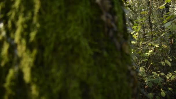 Arbres et arbustes dans une forêt du parc naturel de la rivière Tessin en hiver
 - Séquence, vidéo