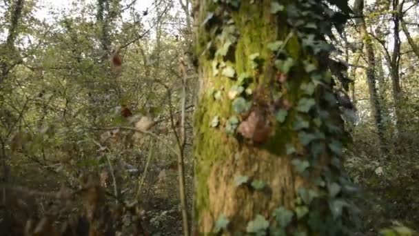 Trees and shrubs in a forest in the Ticino river natural park in winter - Footage, Video