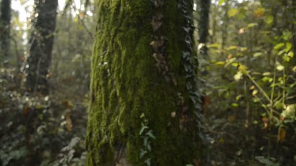 Ağaçlar ve çalılar Ticino river doğal park kışın bir ormanda - Video, Çekim