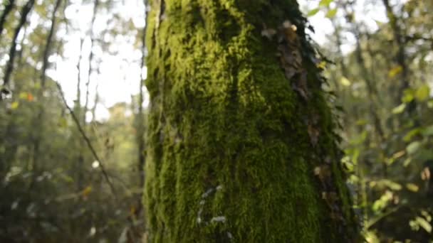 Fák és cserjék egy erdőben a Ticino folyó természeti park télen - Felvétel, videó