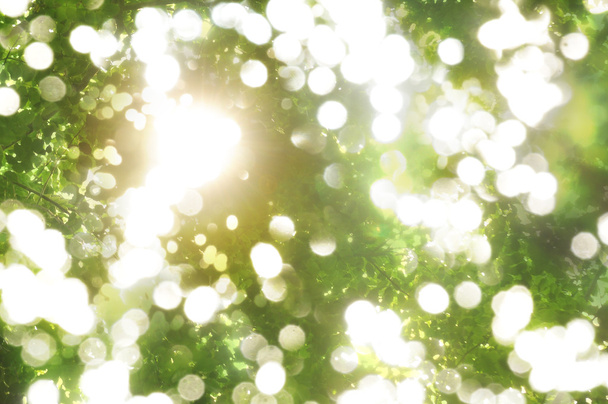 ακτίνες του ήλιου στο μεταξύ το πράσινο φύλλωμα - Φωτογραφία, εικόνα