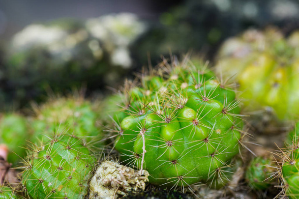 Green spiny ferocactus cactus planted in the garden. - Photo, Image