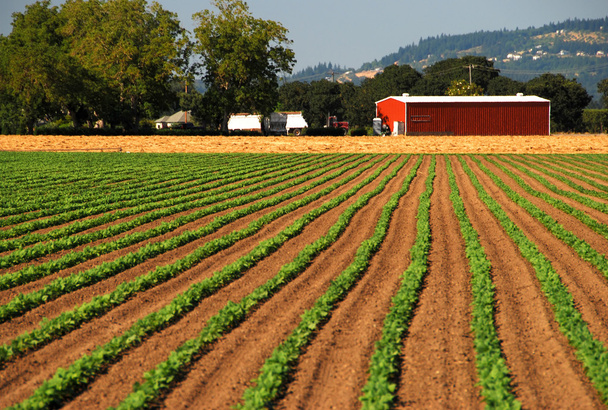 osázené plodin, vedoucí k červená stodola - Fotografie, Obrázek