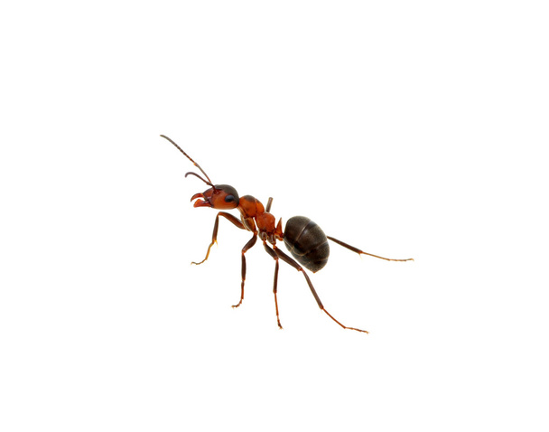 Hormiga sobre blanco
 - Foto, imagen