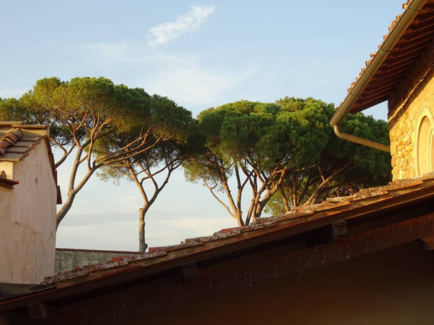 Italian Stone Pine Trees - Valokuva, kuva