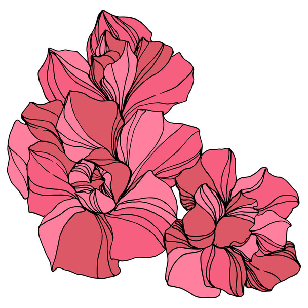 Vector Jungle botanical succulent flower. Engraved ink art illustration. Isolated succulents illustration element. - Vektör, Görsel