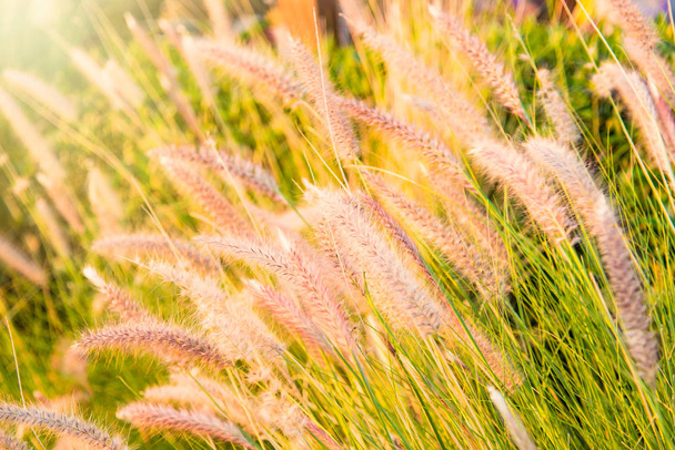Close up tropical grass flower or setaceum pennisetum fountain grass on sunset background.Thailand - Photo, Image
