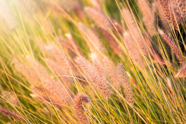 Close up tropical grass flower or setaceum pennisetum fountain grass on sunset background.Thailand - Photo, Image