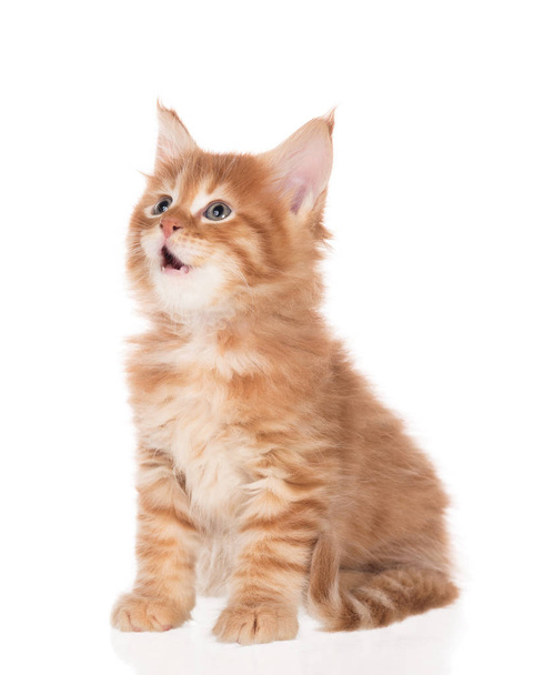Fluffy Maine Coon kitten isolated over white background - Photo, Image