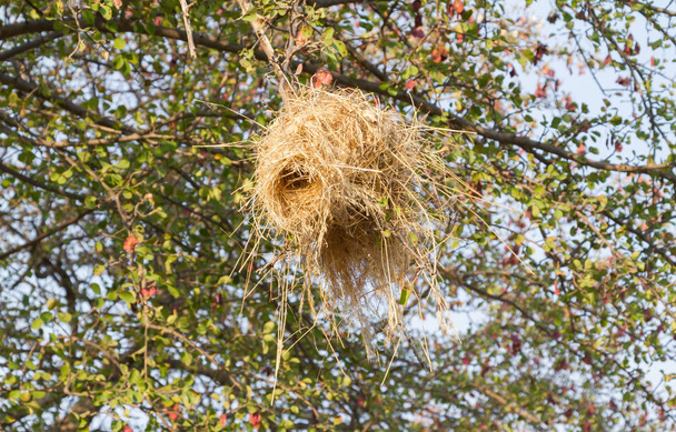 Гніздо ткача, високо в дереві
 - Фото, зображення