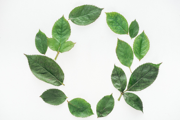 vista superior de composición circular con hojas verdes aisladas sobre blanco
 - Foto, imagen