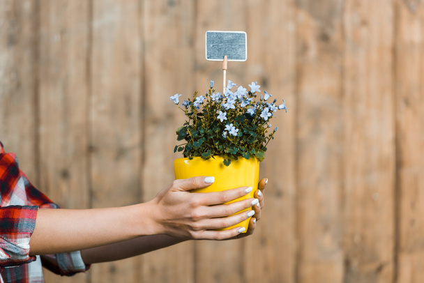 cropped view of woman holding pot with flowers and small empty board in hands - 写真・画像