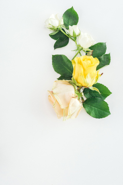 top view of composition with roses on white background - Foto, Bild