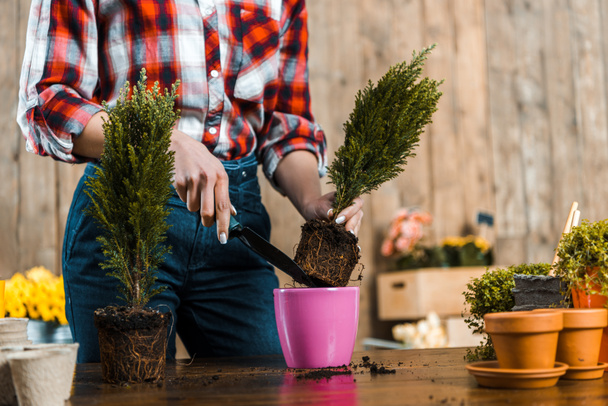 cropped view of woman holding shovel and transplanting green plant into pot  - Foto, immagini