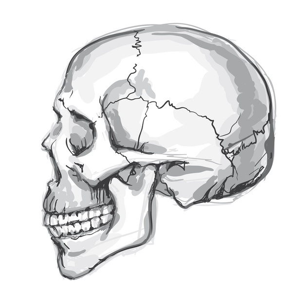Human skull. Hand-drawn vector - Vektör, Görsel