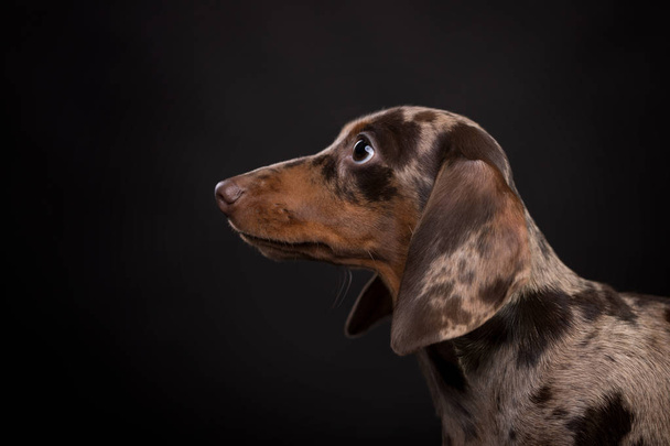 dachshund puppy daple brown tan color - Foto, Bild