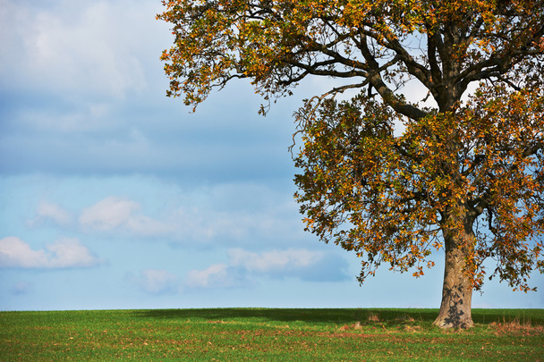 Oak tree in fall - Fotó, kép