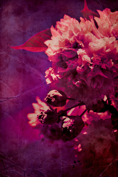 Květy - Fotografie, Obrázek