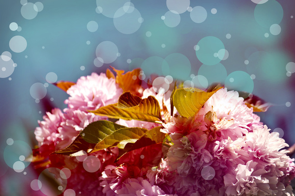 Sommer virágos háttér. gyönyörű virágok - Fotó, kép