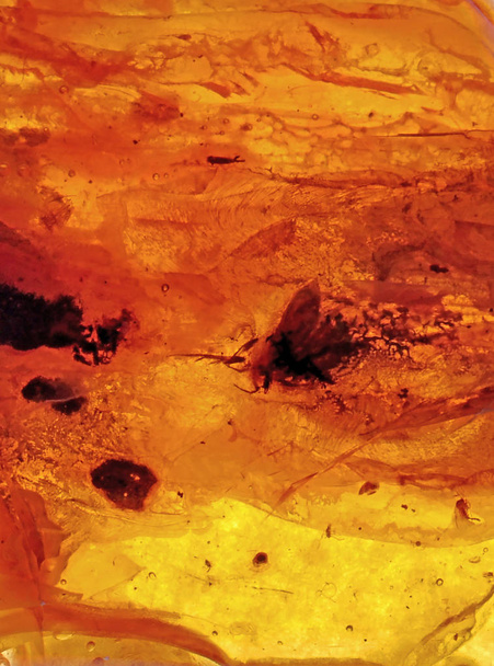 Baltský jantar, pryskyřičné segmenty, fosilní miliony let - Fotografie, Obrázek