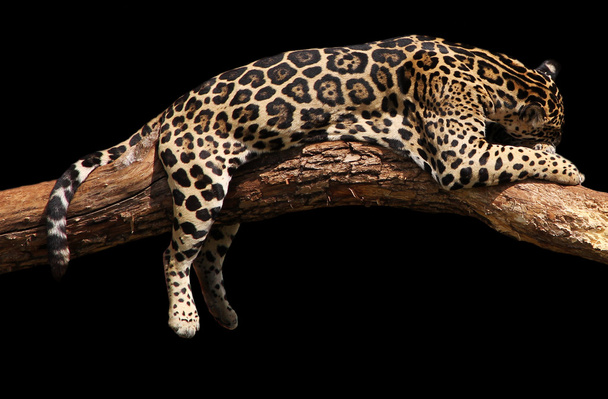 Afrikai leopárd alszik - Fotó, kép