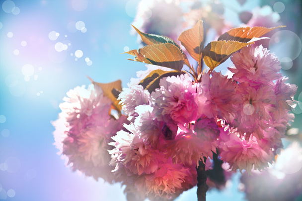 Sommer virágos háttér. gyönyörű virágok - Fotó, kép