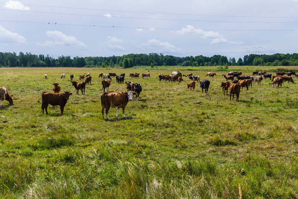 Herd of cows grazing in a green meadow.Summer landscape - 写真・画像