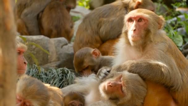 Grupo de macacos rhesus sobre rocas. Familia de hermosos macacos peludos que se reúnen en rocas en la naturaleza y duermen. Swayambhunath Stupa, Templo de los Monos, en Katmandú Nepal
. - Imágenes, Vídeo