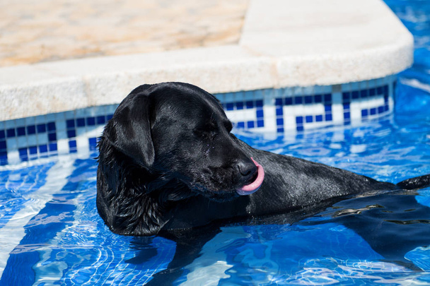 Musta koira uima-altaassa.
. - Valokuva, kuva
