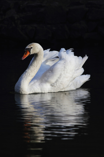 Cisne blanco sobre un fondo oscuro
 - Foto, imagen