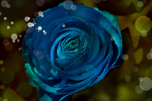 Beautiful blue rose - Zdjęcie, obraz