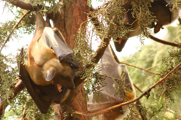 Morcego de frutas bocejando
 - Foto, Imagem