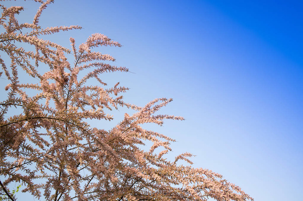 L'arbuste de Tamerice à petites fleurs fleurit au début du printemps.
 - Photo, image