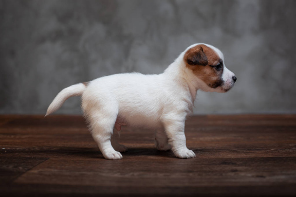 Jack Russell Terrier cucciolo con macchie marroni si erge sul pavimento in legno sullo sfondo di una parete grigia
. - Foto, immagini