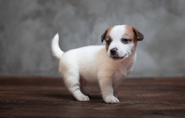 Jack Russell Terrier cachorro con manchas marrones se encuentra en el suelo de madera contra el fondo de una pared gris
. - Foto, imagen