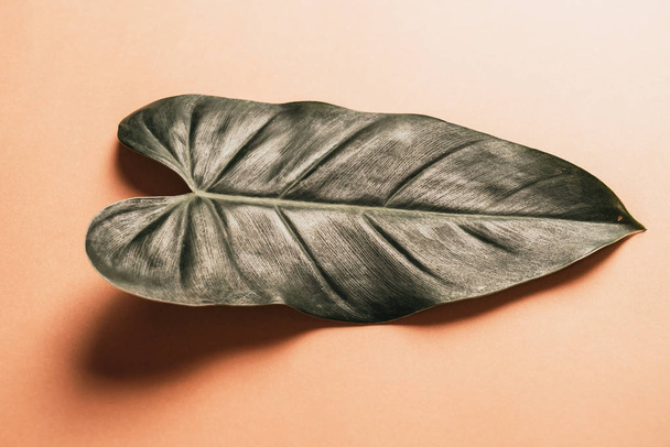 Monstera leave on color background with copy space - Foto, imagen