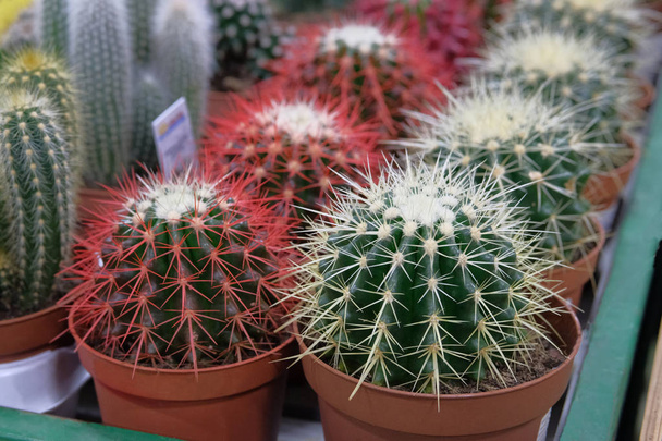 Різні рослини зеленого і червоного кактусів зі шпильками в невеликих горщиках в садовому магазині. Cactus продається в магазині
. - Фото, зображення
