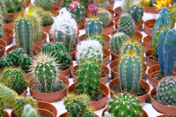 Beaucoup de plantes de cactus vert avec des pointes dans de petits pots dans le magasin de jardin. Cactus vendu en magasin
. - Photo, image