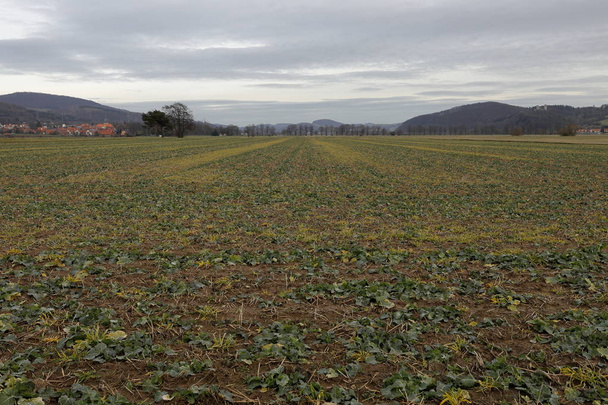 Weiden en velden in de buurt van Herleshausen - Foto, afbeelding