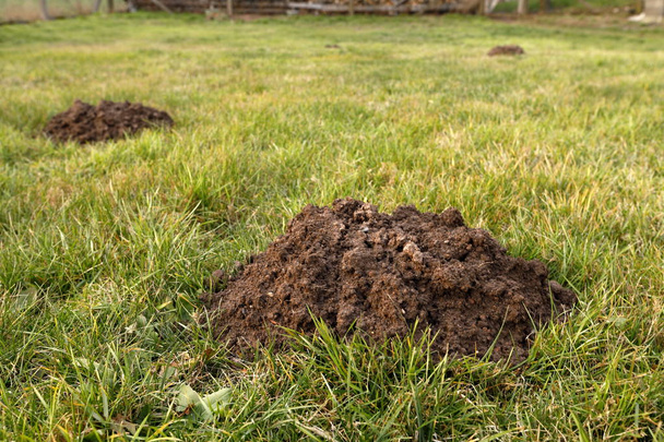 A molehills in the garden - Photo, Image