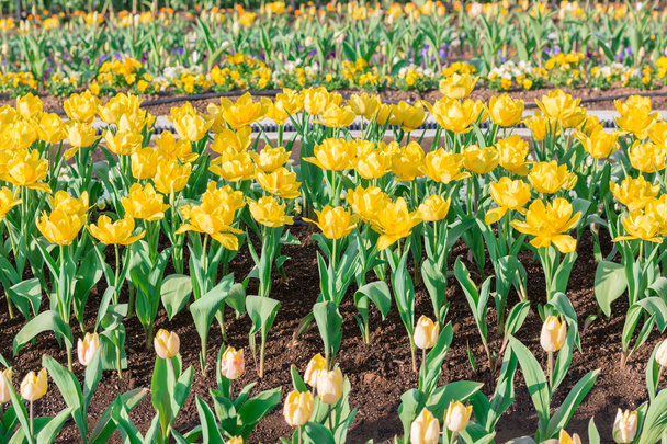 Piękne kwiatowe żółte tulipany w ogrodzie kwiatów. - Zdjęcie, obraz
