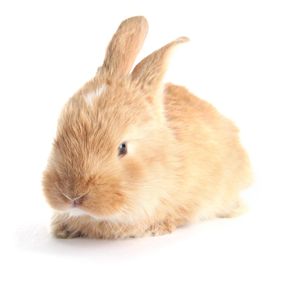Fluffy foxy rabbit isolated on white - Φωτογραφία, εικόνα