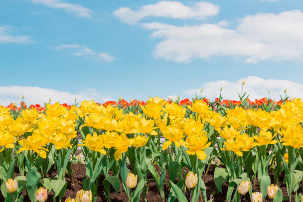 Beautiful yellow tulips in flowers garden with sky background. - Photo, Image