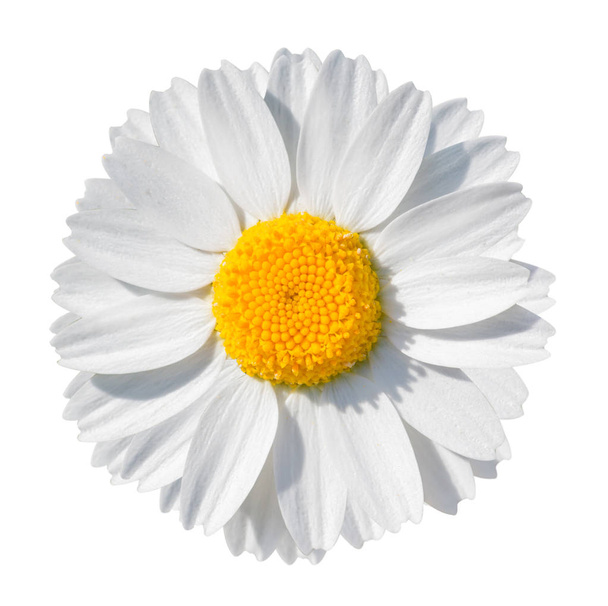White daisy close-up isolated on white background. object with clipping path. - Photo, Image
